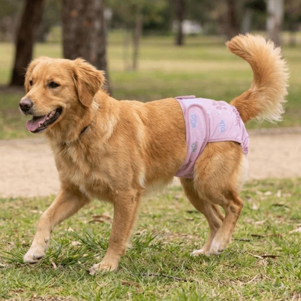 Waschbare Hündinnenwindeln Verstellbare Physiologische Hundehosen Hund Unterwäsche Haustier Inkontinenz