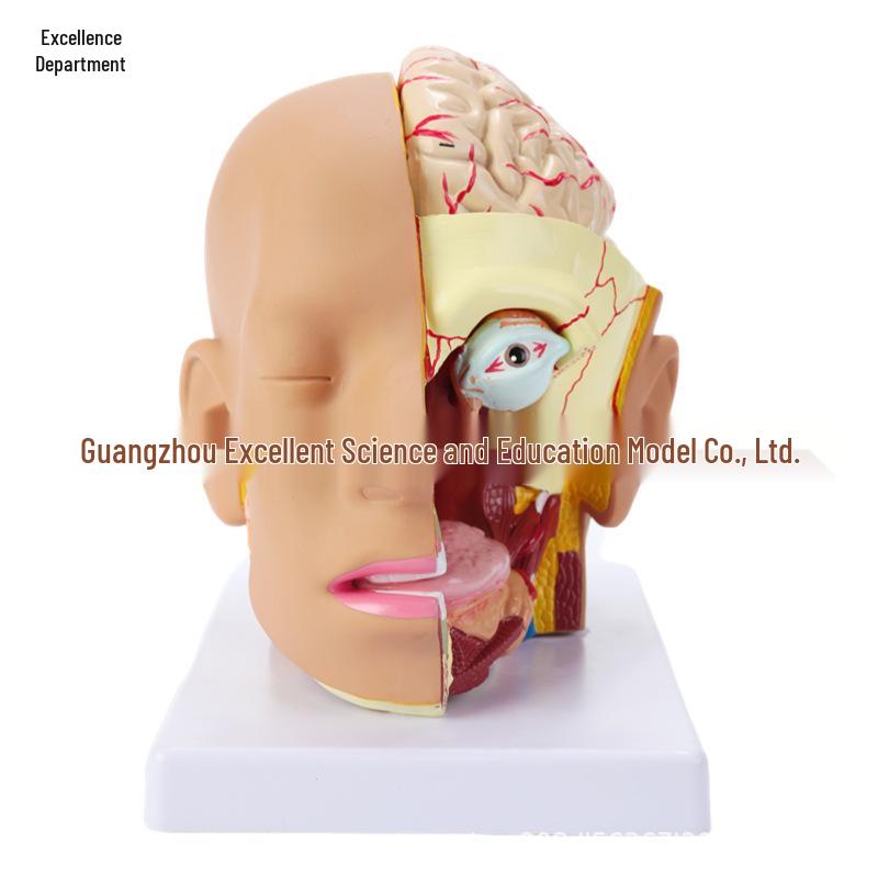 Removable Brain and Cerebral Artery Human Head Anatomy Model