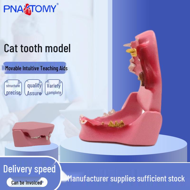 PNT-2105 Cat Dental Model: Feline Oral and Anatomy Pathology 6.7x5.3x3.3 cm