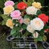 LED Solar Rose Flower Lights: 3, 5, or 6-Head Options for Outdoor Garden and Lawn Decoration