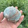 Mini Compact Natural Seashell Notebook Natural Shell Mini Notebook Sketchbook  Personal Use
