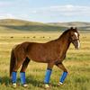 4Pcs Summer Horse Fly Boots Breathable Reduce Stomping Flies Bites Horse Mesh Leg Wrap Adjustable Horse Leg Leggings Guard Protective Cover Horse