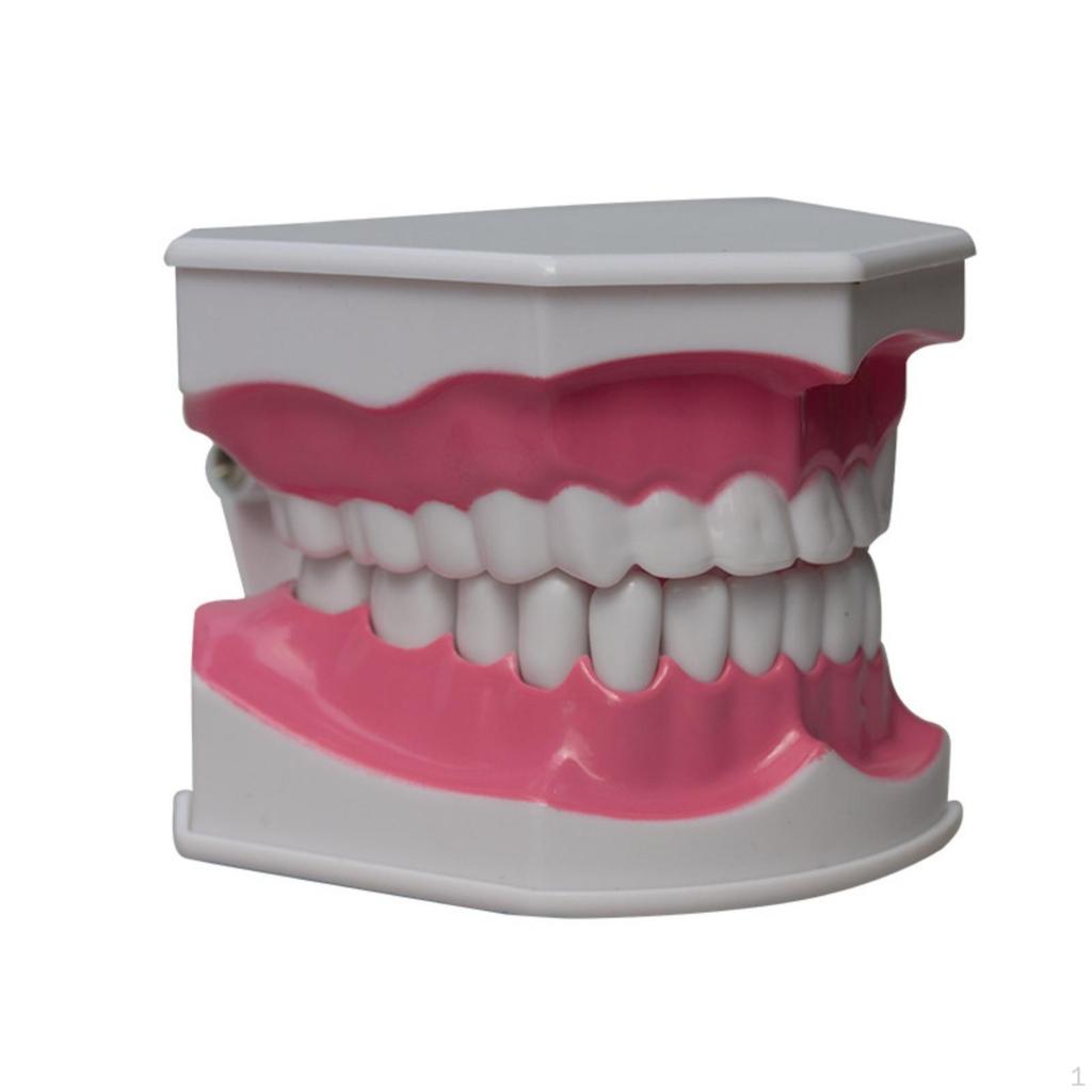 Oral Teaching Model with Toothbrush Simulated for Home