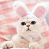 Cute Bear Rabbit Hooded Pet Cat Dog Accessories Cosplay Cat Hat Winter Lovely New Year Puppy Headgear Soft Velvet Pets Supplies