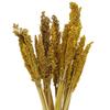Dried Cantal Grass Bunch Amber Set of 6