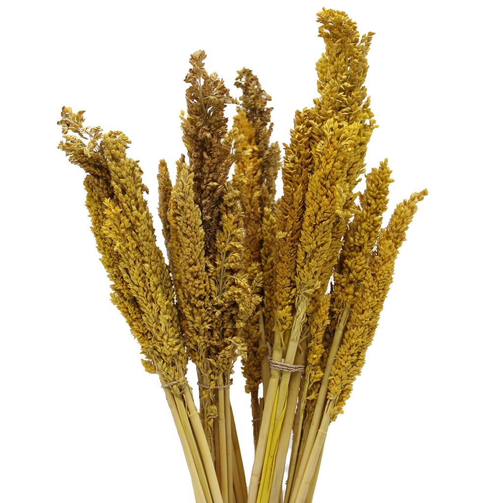 Dried Cantal Grass Bunch Amber Set of 6