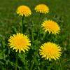 300 Samen Löwenzahn (Taraxacum officinale)