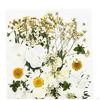 Mixed Dried Pressed Flowers for Wedding Invitations, Envelopes, Bookmarks, Table Decorations,