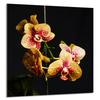 PANEL SZKLANY DO KUCHNI 60x65 Orchidea