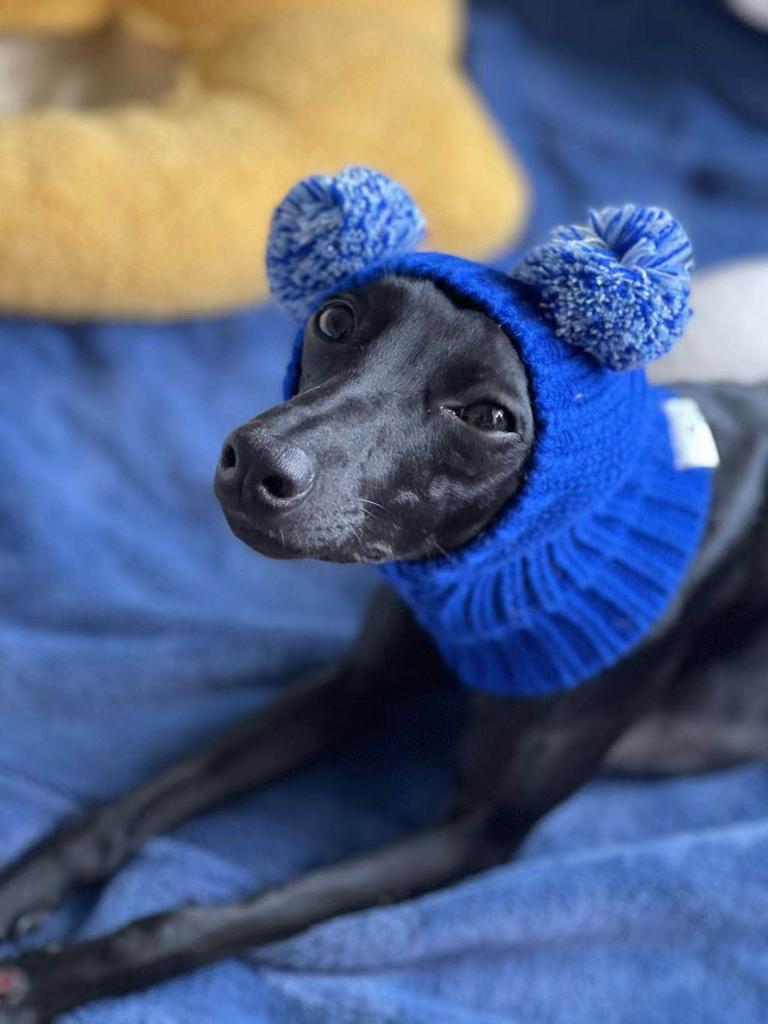 Unny Pom Pom Knit Hat for Italian Greyhound Dachshund Weimaraner Greyhound Clown Style Pet Accessories