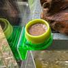 Klebende Rückseite Reptilien Futter Napf Mehrzweck Terrarium Schüssel für Kronengecko Leopard Gecko, Amphibien Futter & Wassernapf