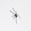 Lifelike Texture Big Spider Fridge Magnet Funny Prank Horror Magnetic Ornament 1Pcs for Kitchen Home Decor