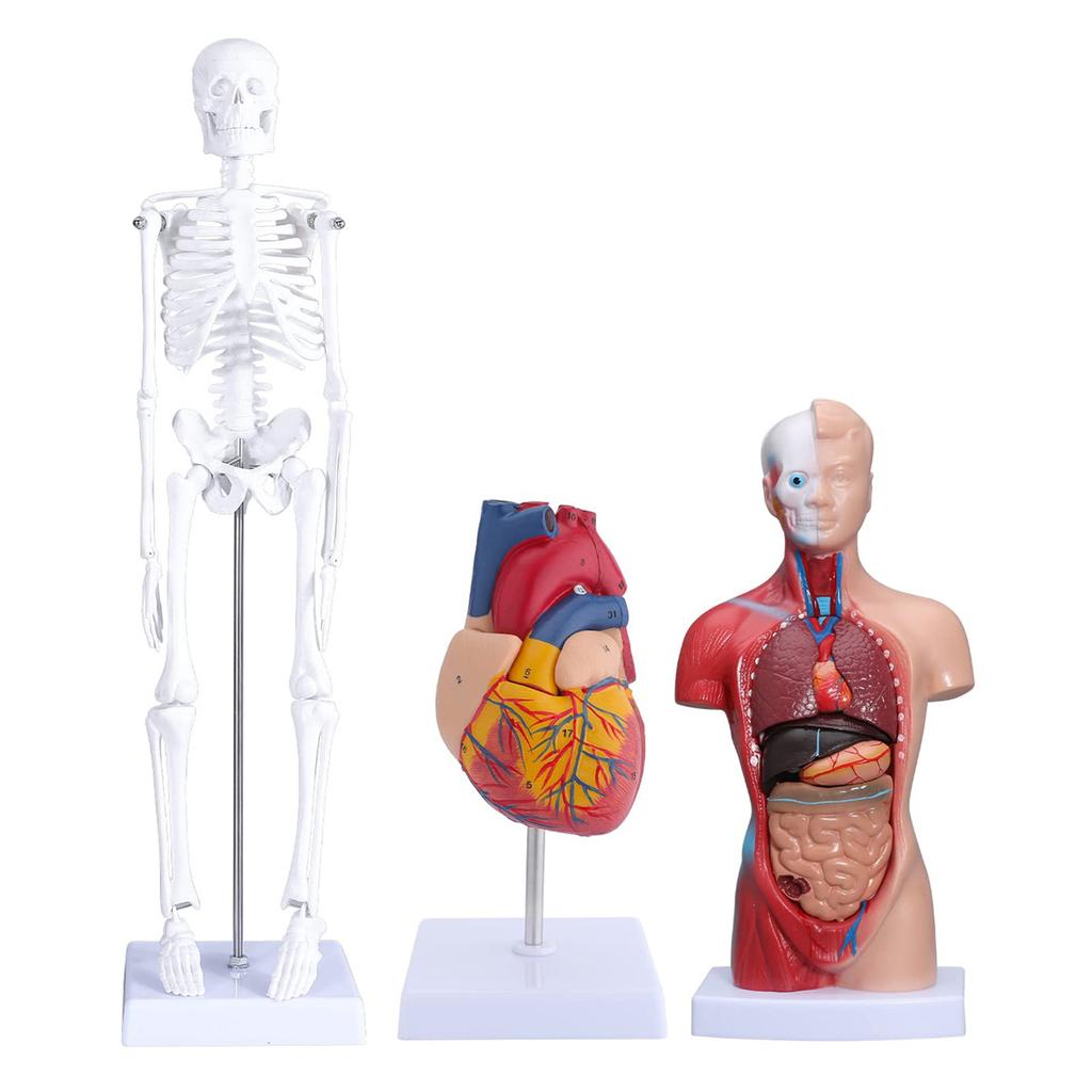 Human Body Model Kit 26CM Detachable Torso 45CM Skeleton Model Heart Anatomical Kit for Medical Teaching
