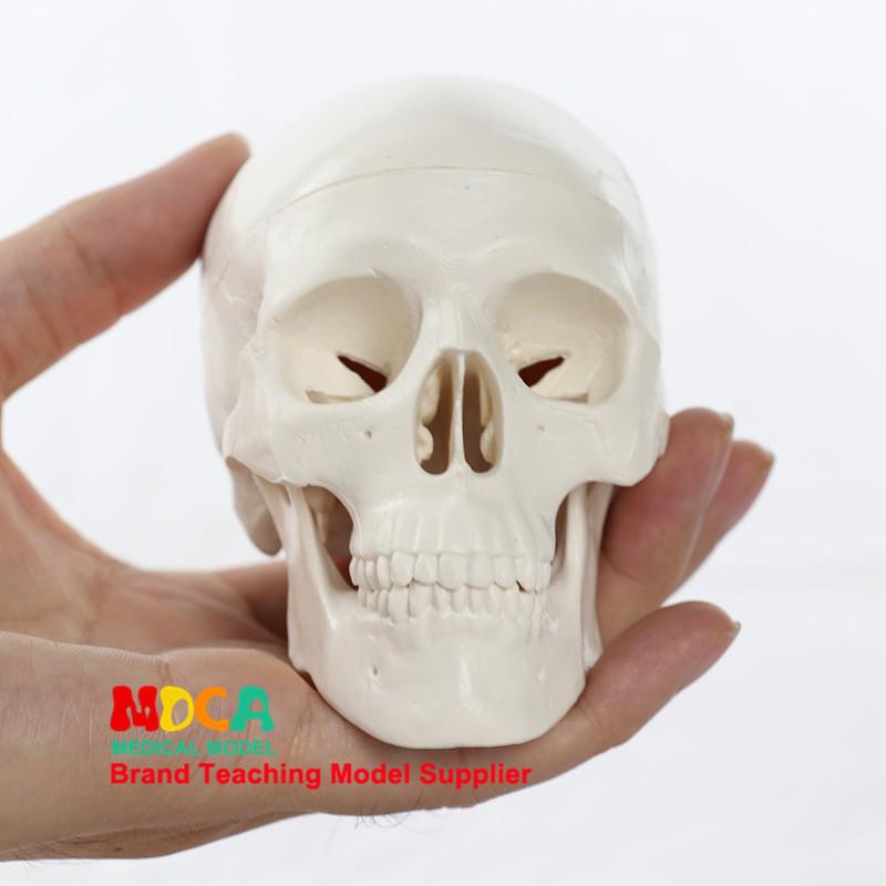 Medical 15-Part Detachable 1:2 Human Color Skull Model for Teaching