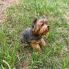 Schnauzer Dog Resin Ornament - Creative Car Decor Craft