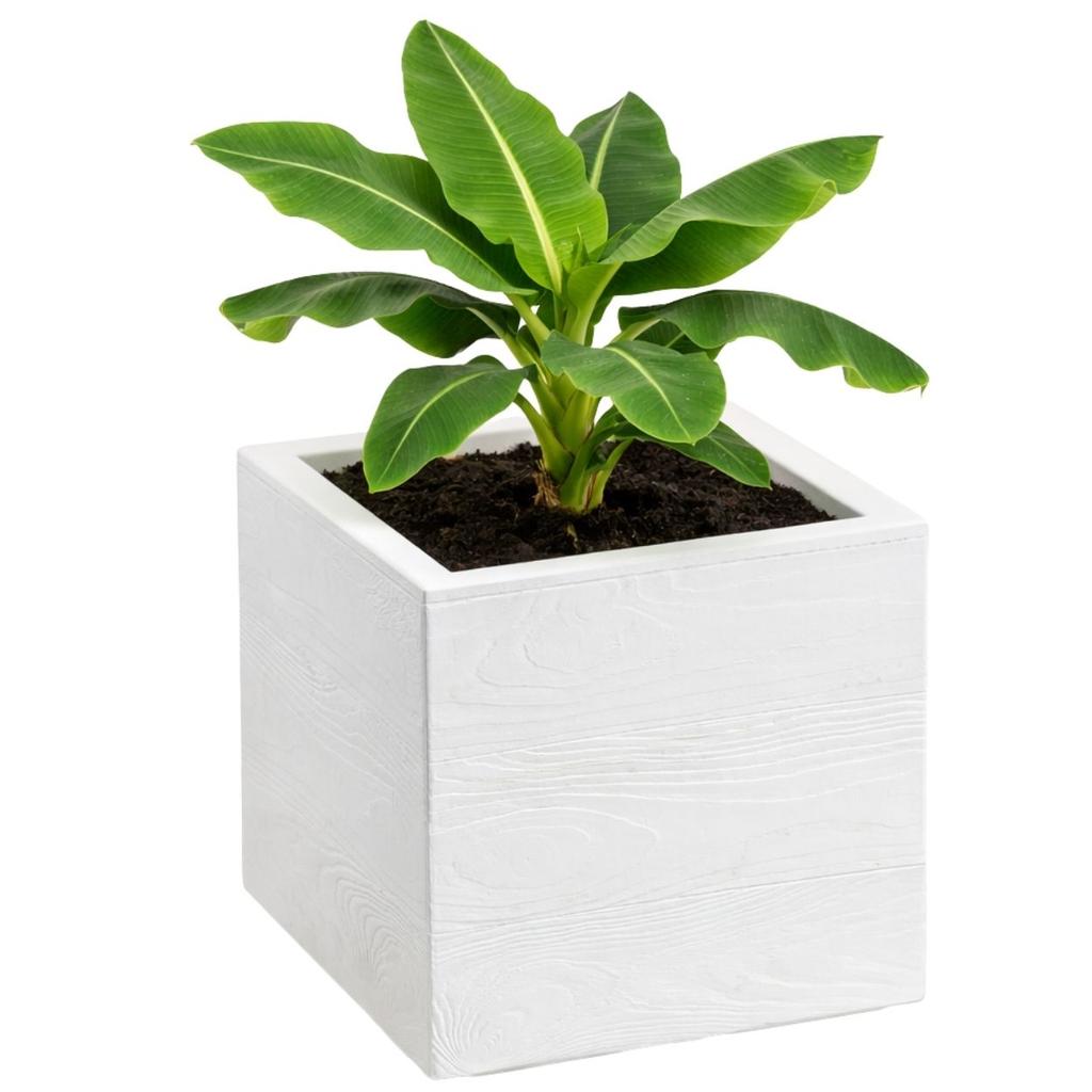 Set of Betonique Planters on Wheels, Post, Board, Cream, 2 pcs