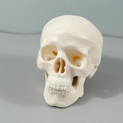Schädelmodell Mini-Skelettkopf Realistischer Schädel Anatomie Lehr-Lernwerkzeug für Klassenzimmer Hausdisplay Halloween-Dekoration