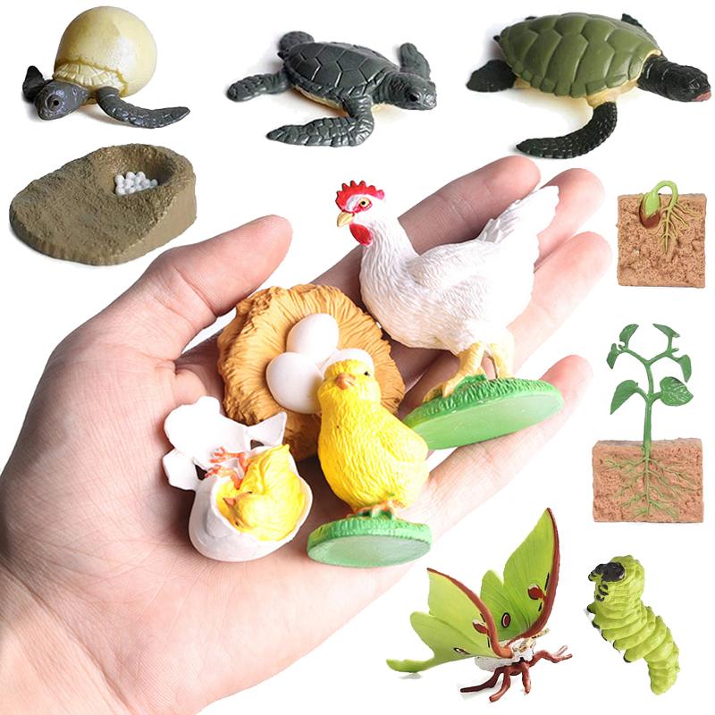 Simulation Life Cycle Animals Model Children Montessori Toy Insect Plant Growth Cycle Biology Science Educational Toy Tmz