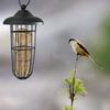 Outdoor Bird Feeder Hanging Fat Ball Holder Metal Bird Feeder Bird Food Dispenser