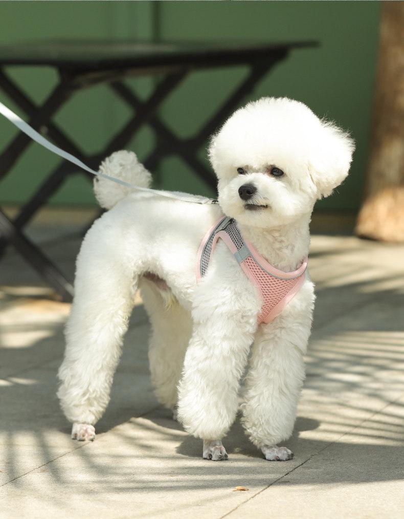 Breathable Vest-Style Pet Harness & Leash for Small Dogs & Cats