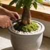 Moss For Crafts DIY Realistic Soft Flexible Waterproof Green Moss Faux Plants Indoor For Home Decor Office Apartment Balcony