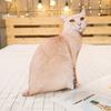 Simulated 3D Cat Tiger Throw Pillow Doll Plush Toy Holding Sleeping Rag Doll Cat Funny Bedside