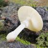 12 Pieces Mini Mushroom Figurines Set For Fairys Garden Decor Terrariums Outdoor Landscapes And Creative DIY Projects