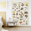 Pilz-Wandteppich Vintage Beige Wandteppich Illustration Referenzdiagramm Wandteppich Ästhetik Wandteppich Farbe Vertikaler Wandteppich Wand
