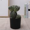 Simulated Cactus Fleshy Potted Office Decoration Fake Cactus Cement Retro Small Bonsai