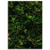Canvas Print, Exotic Green Leaves