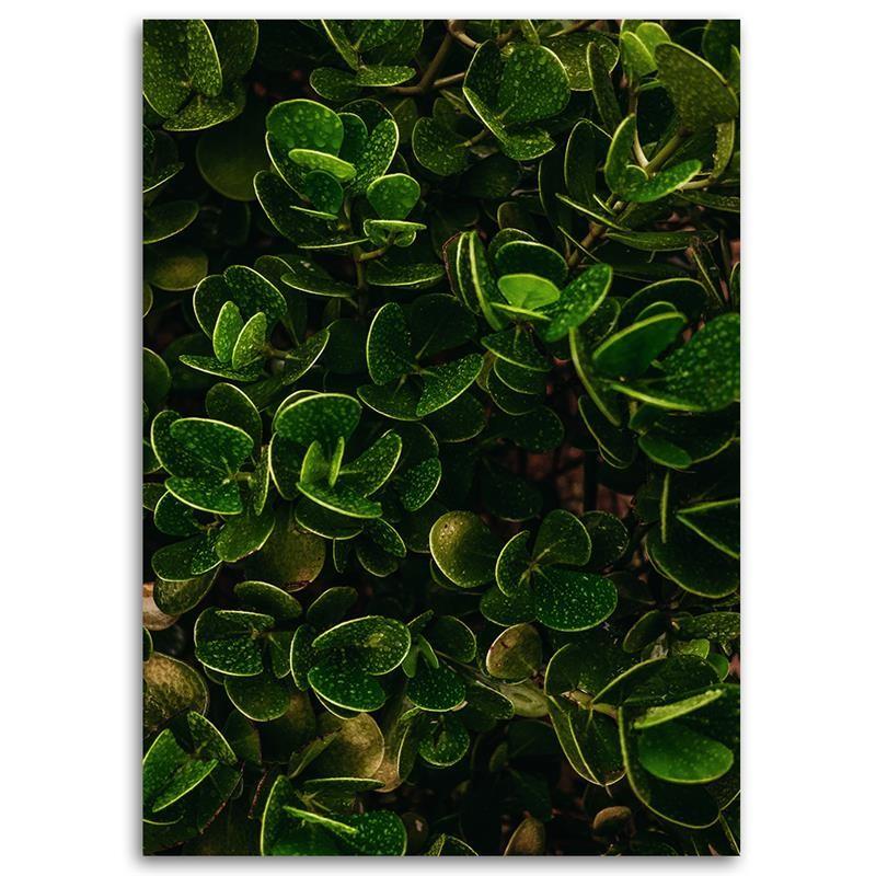 Canvas Print, Exotic Green Leaves