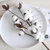 Natural Dried Cotton Flower Branches - 6 or 10 Heads, Preserved Kapok for Home Decoration & Christmas Decor