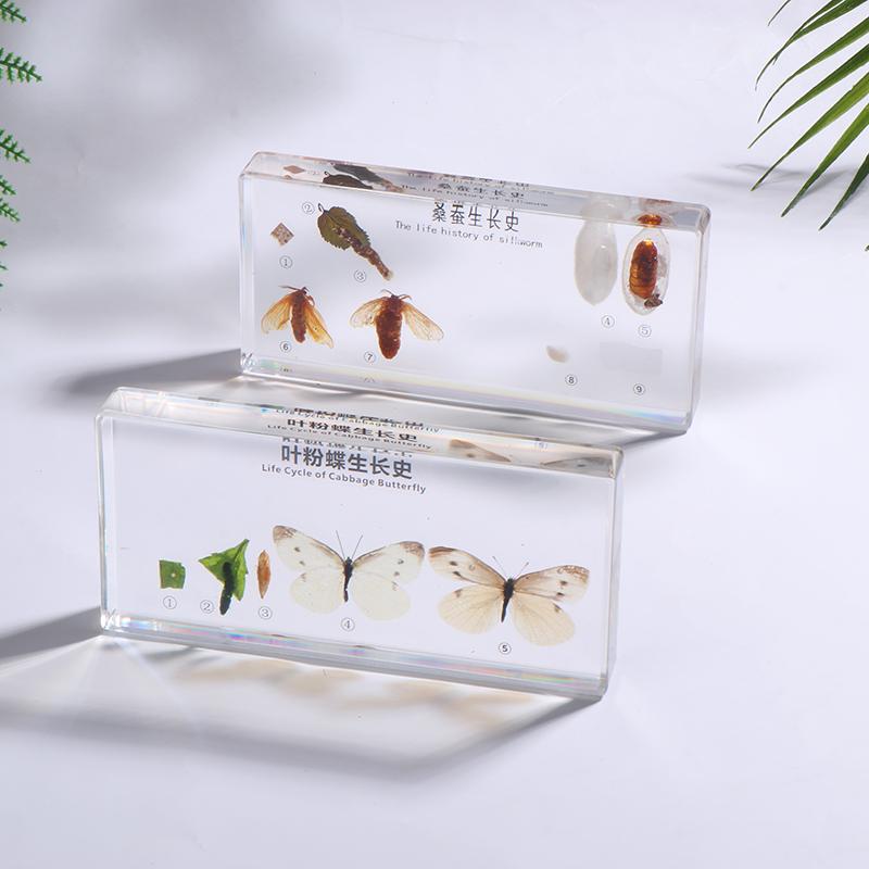 Lifecycle Of Frog/Silkworm/Leaf Butterfly Development Paperweight Specimens In Clear Resin For Science Education