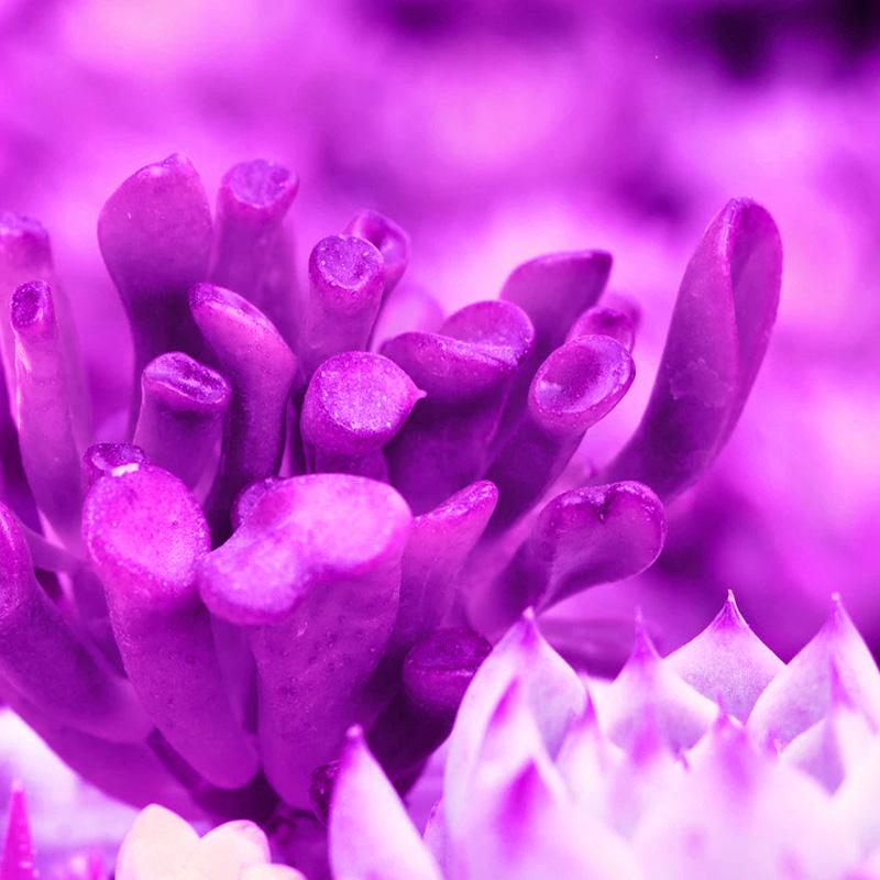 10W LED Лампа для вирощування рослин USB Портативна LED Рослинна Лампа для Росту 5V Повний Спектр Фіто Лампа 21 LED Обертання Гнучке Світло Для Приміщення