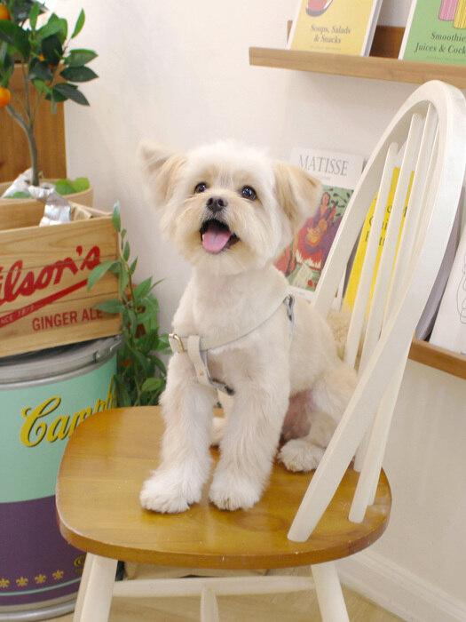 

MAISON DE MIU Running Mate Harness_White Silver