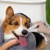 200 Stück Fingerlinge Hundeohrentücher für Nagelreinigung Hund Katze Zähne
