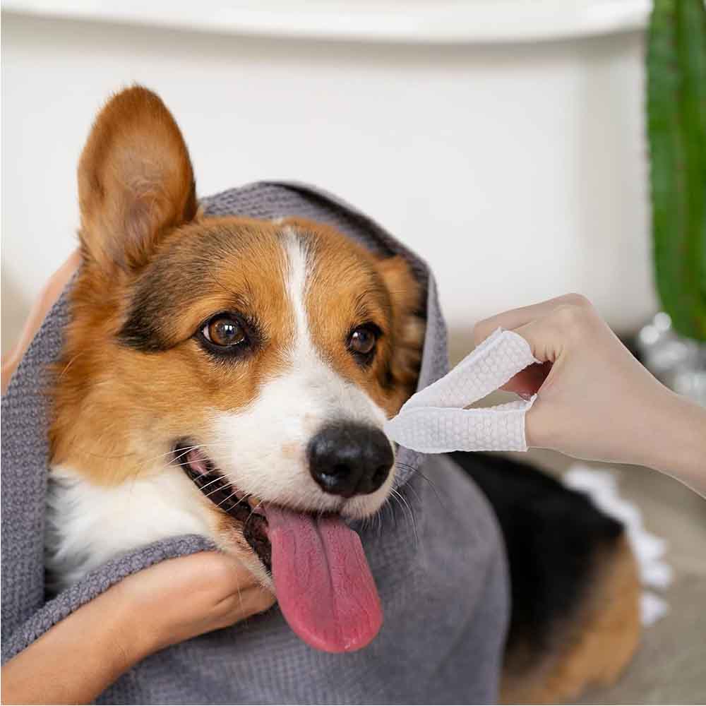 200 Stück Fingerlinge Hundeohrentücher für Nagelreinigung Hund Katze Zähne