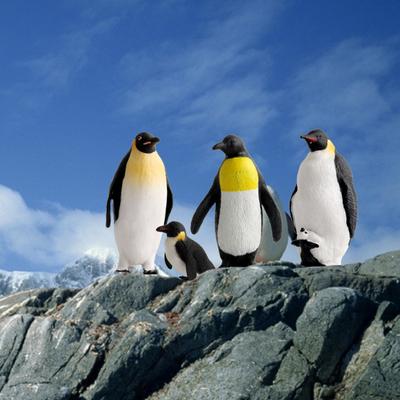 Figurine Pingouin Jouets de simulation sans odeur PVC solide Modèle de pingouin réaliste jouet pour la maison