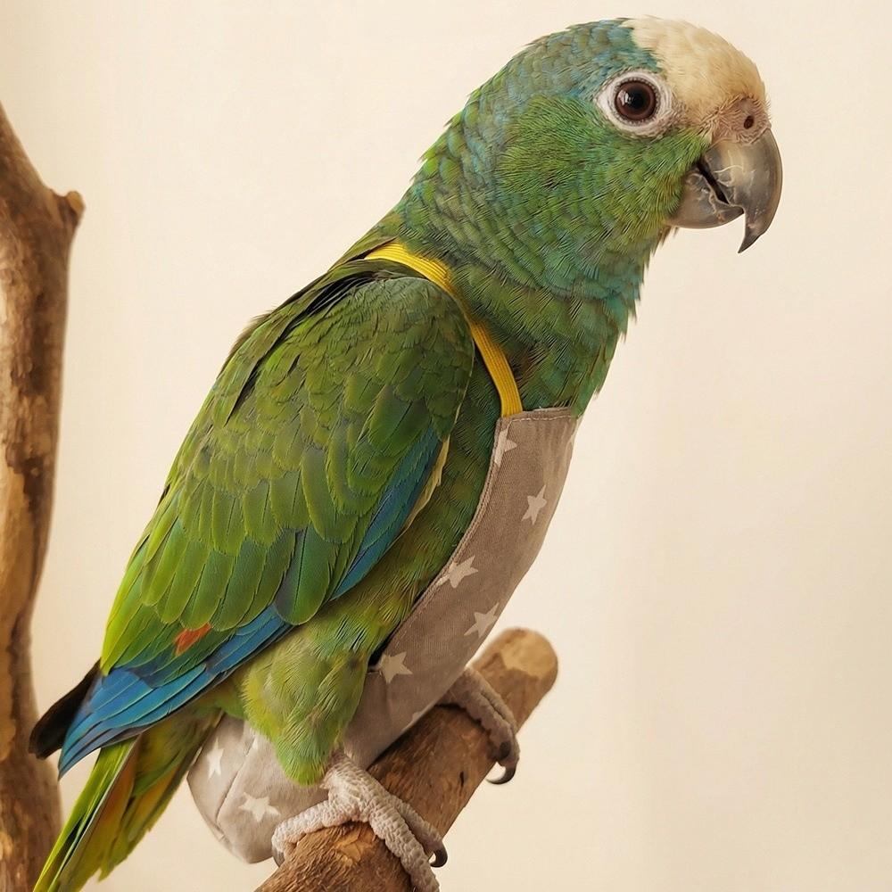 Adjustable Bird Flight Suits Breathable Bird Flight Clothes Parrot Outdoor Leashes Bird Training