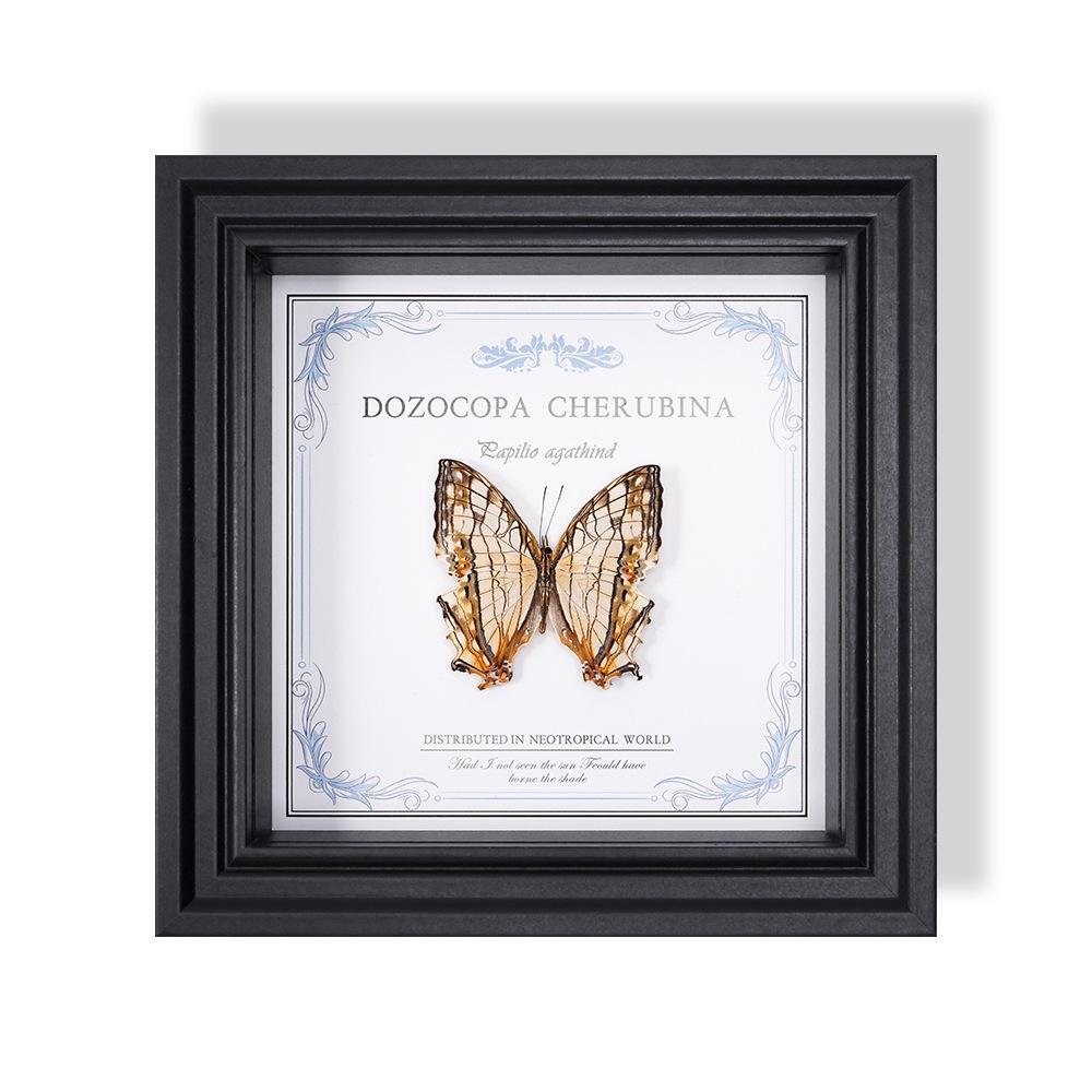 Wall-Mounted Butterfly Specimen Photo Frame: Home Decor & Gift for Valentine's Day, Qixi, Birthday, Couples & Insect Lovers