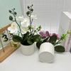 Multicolor Moth Orchid Artificial Flower Accessories White Flowerpot Faux Moth Orchid Potted Photo Props Plastic
