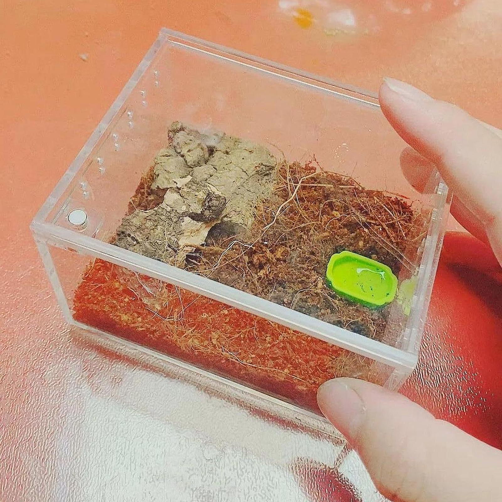 Reptile Terrarium Sturdy Acrylic Reptiles Cage for Amphibians Cricket Snake 10.5cmx8.5cmx6cm