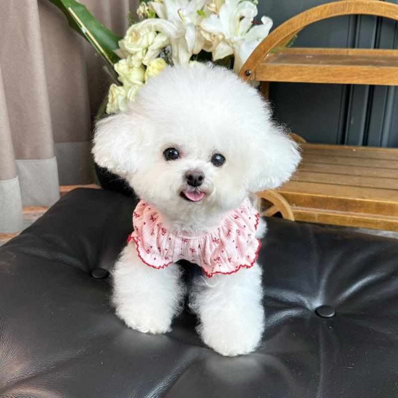 Adorable Stretchy Bubble Sleeve Dog Vest With Full Belly Coverage Warmth All Season
