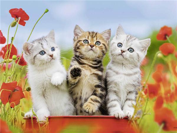 Diy Diamond Painting Bird Home Decor Mosaic Spring Flower Animal Embroidery Handmade Gift Wall Stickers