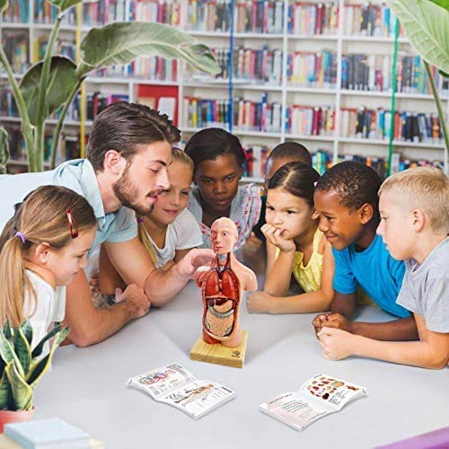 Evotech Scientific 28cm Human Anatomy Model, 15 Removable Parts, Suitable for Children's Use, Human Torso Anatomy Model Includes Parts Such As Heart,