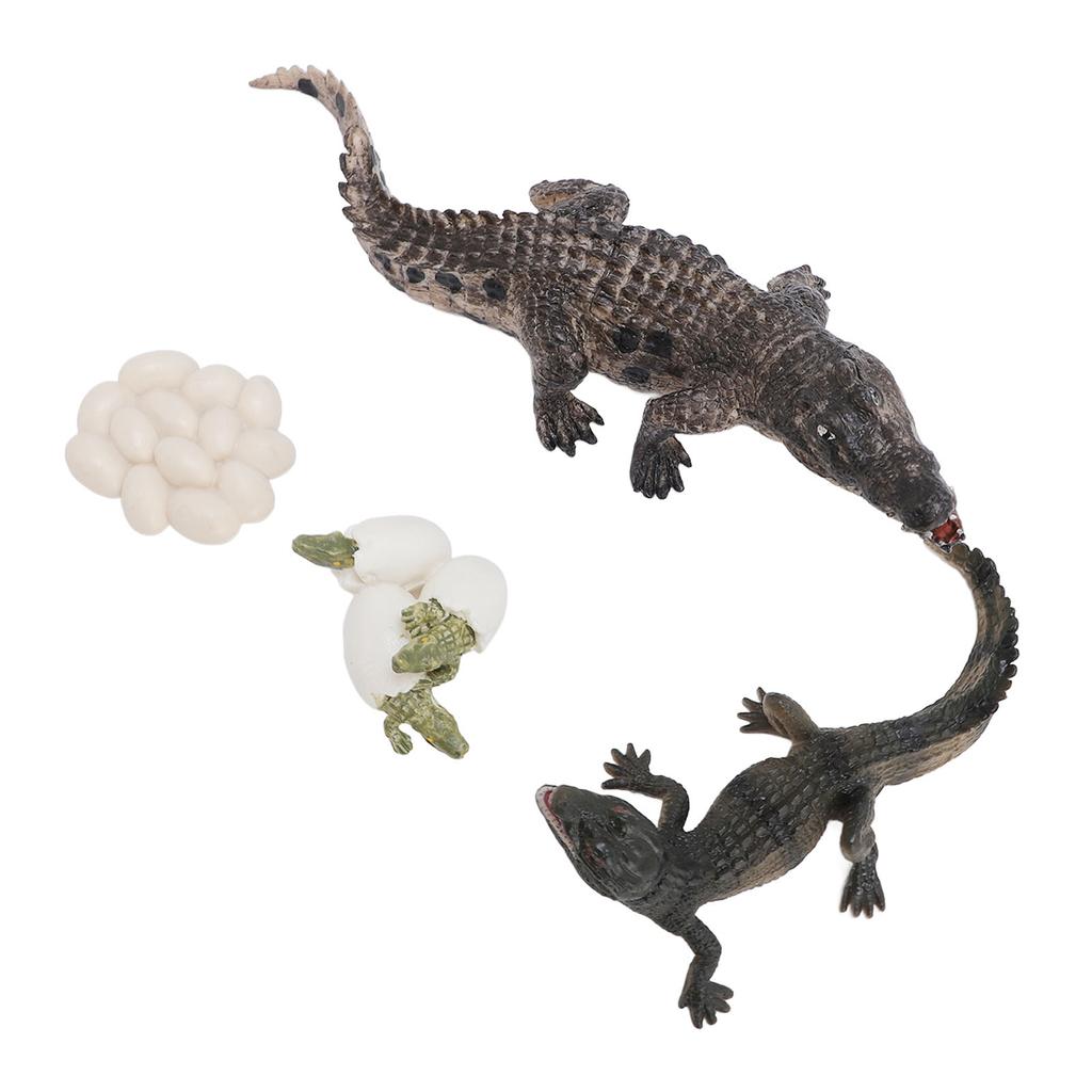 Animal Growth Life Cycle Model Set Early Education PVC Cognition Reptile Animal Figures for Children