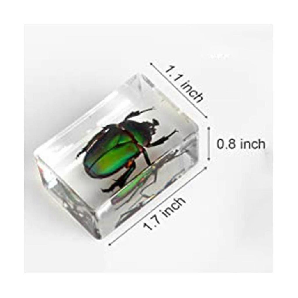 12 Delige Insecten Specimen Collectie in Helder Hars voor Wetenschapsonderwijs Klaslokaal Studie Taxidermie Display Leren