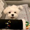 Dog Puzzle Toy Plush Dog Snuffle Toy Interactive Crinkle Dog Treat Dispenser Enrichment Toy for Dogs Boredom Relief Mental Stimulation