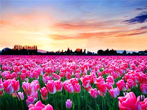 Diamond Art Painting Sunset Seaside Landscape Full Square/round Embroidery Mosaic Flower Scenery Cross Stitch Home Decor