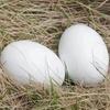 Simulated Egg Stress Ball Soft Stretch Squeaky Egg Squeeze Fidget Toy Anxiety Relief Soft Stress Ball Pinch Sensory Toy